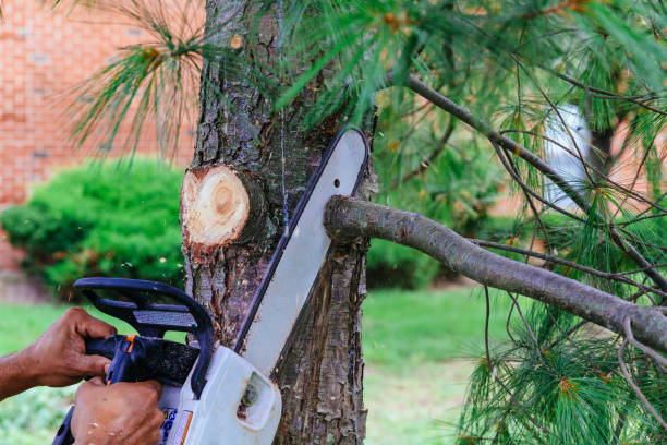 Leaf Removal in Indian Hills, NM